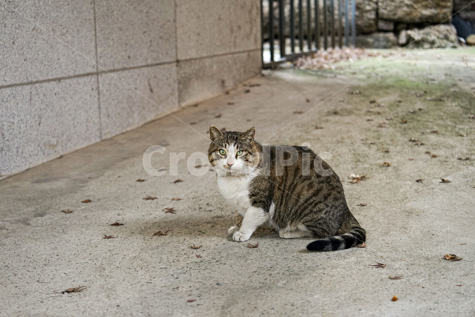 고양이,동물,포유류,길냥이,cat,animal,pet,동물,animal,포유류,mammal,고양이,cat,kitten,kitty