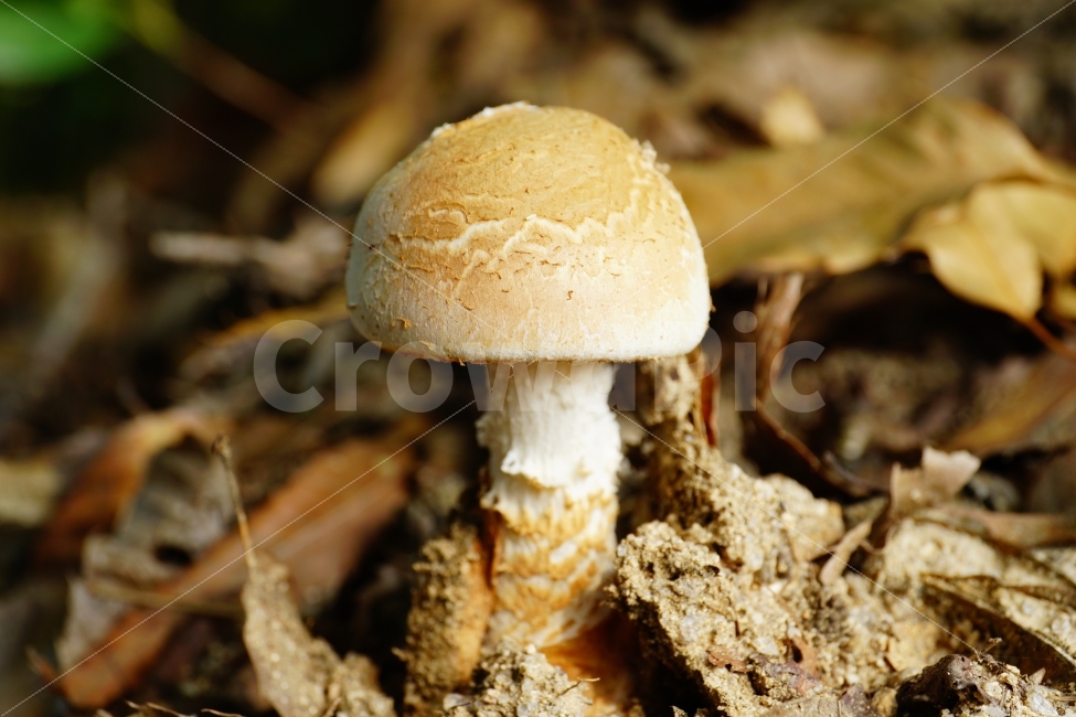 버섯,식물,자연,산,산속,등산,낙엽,이파리,야채,채소,식재료,재료,요리,레시피,cook,mushroom,mountain,나무,숲,산림,삼림,nature,접사,macro,숲속,식자재,농산물,농작물,한국의자연,식물,자연,plants,nature