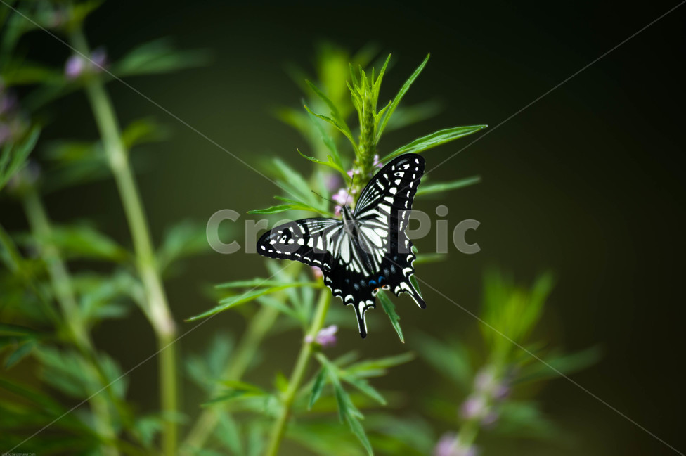 호랑나비,나비,날개짓,자연,들꽃,야생화,식물,자연,plants,nature,동물,animal,곤충,벌레,insect,bug