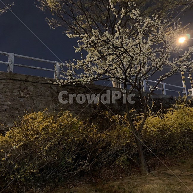 벚꽃,벚꽃야경,개나리,봄야경,밤산책,봄,계절,spring,season,야경,밤,풍경,nightscape,night,landscape