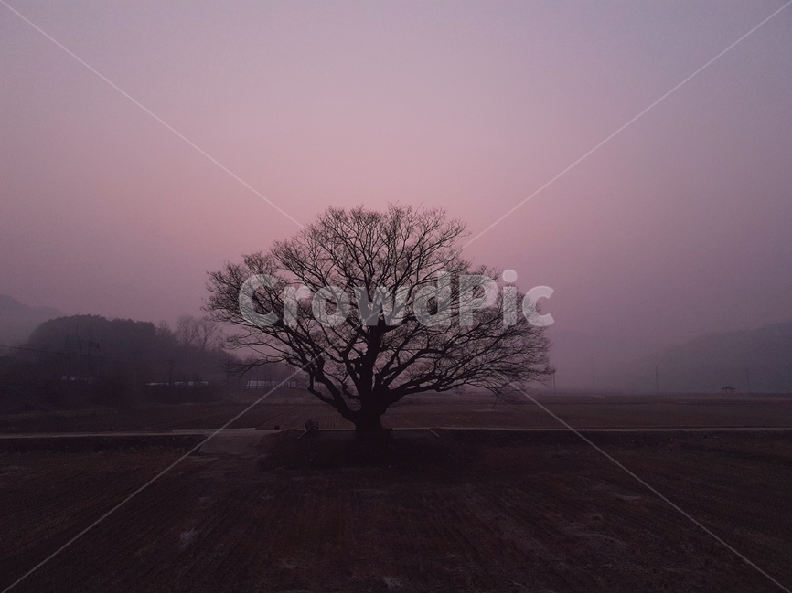 보은,원정리,나무,안개,왕따나무,느티나무,tree,fog,mist,자연,풍경,nature,landscape,시골,마을,country,rural,town,식물,plants,나무,trees,wood,weather,날씨,plant