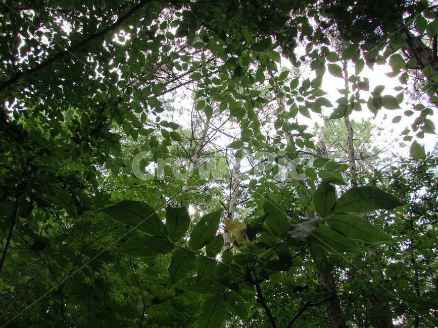 숲,나뭇잎,나무,산,초록,식물,식물,자연,plants,nature,나무,trees,wood