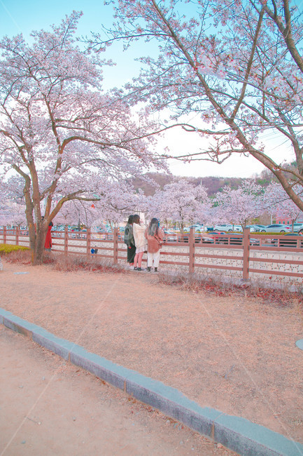봄,벚꽃,감성사진,자연,계절,spring,꽃,season,금오산,벚꽃길,봄,계절,spring,season,꽃,flower,사람들,대중,군중,other people,crowd,plant,식물,blossom