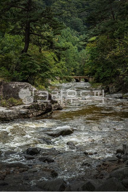 계곡,숲,자연,숲속,산속풍경,나무,초록,맑은물,시원함,forest,valley,inthemountains