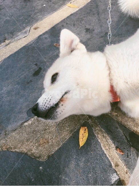 강아지,목줄,억압,저항,진돗개,동물,animal,포유류,mammal,개,강아지,dog,doggy