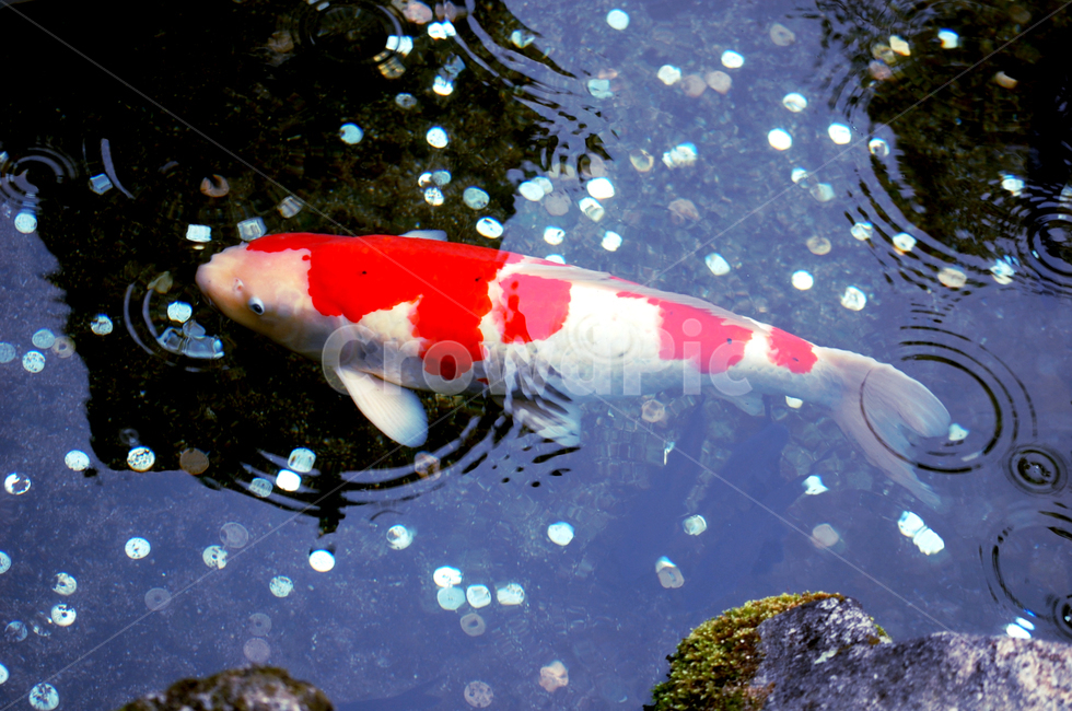 잉어,동전,연못,빨간잉어,koi,동물,animal,어류,물고기,fish