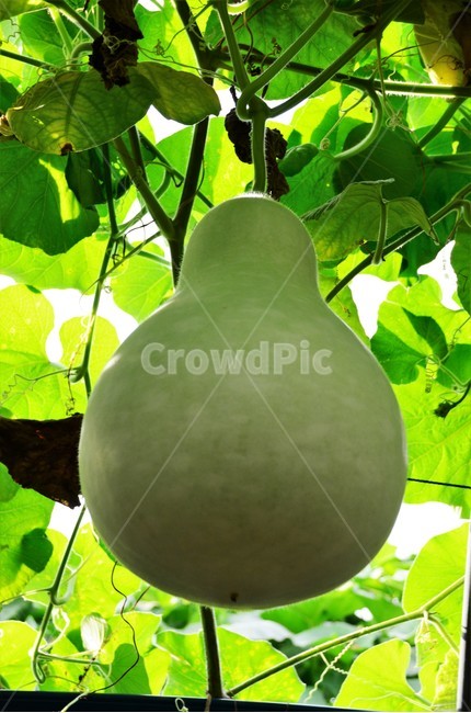 박,박류,박과,한해살이,덩굴식물,재배작물,식물,자연,plants,nature,과일,열매,fruit