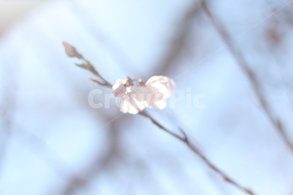 벚꽃,사쿠라,cherryblossom,플라워,나무,꽃나무,봄,봄꽃,봄벚꽃,흰벚꽃,plant,식물,flower,꽃,blossom,꽃봉오리,꽃봉우리,bud,flowerbud