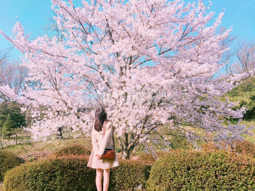 벚꽃,봄,바라봄,하늘,꽃,봄,계절,spring,season,꽃,flower,사람,인물,인간,human,person,여성,여자,woman,female,lady,색깔,색상,색채,색감,color sense,color sensitivity,feeling of color,plant,식물
