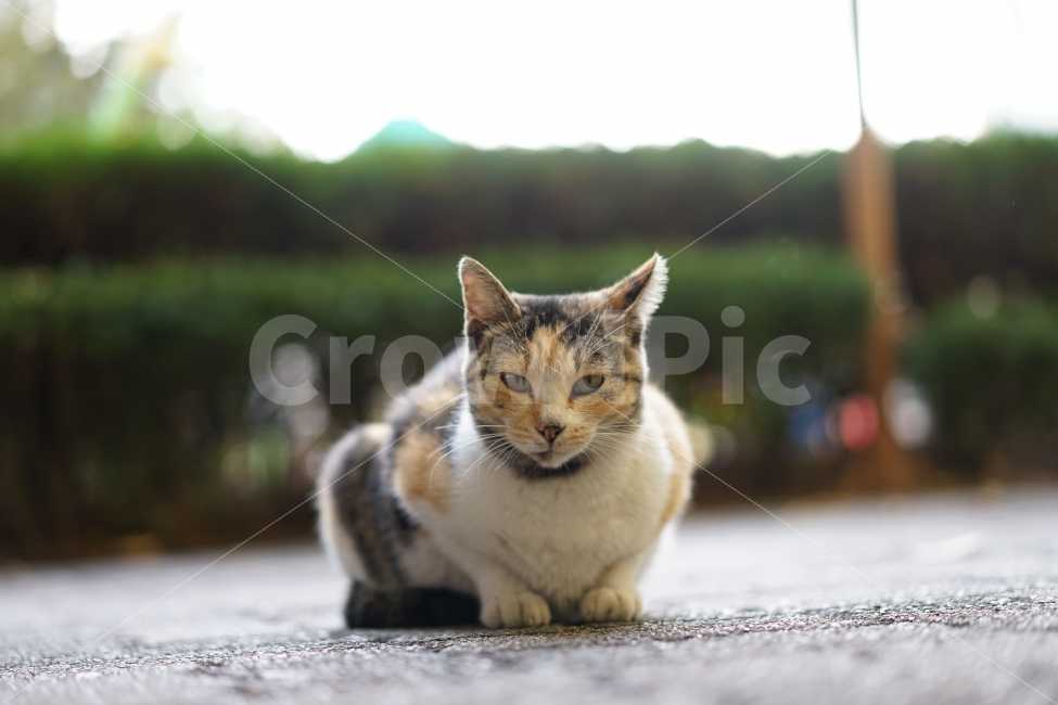 고양이,야옹이,집냥이,캣,동물,생명,냐옹이,일상,직찍,애니멀,생물,느낌,일상사진,cat,동물,animal,포유류,mammal,고양이,cat,kitten,kitty
