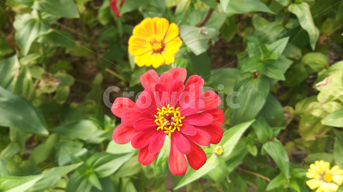 야생화,꽃,빨간꽃,노란꽃,식물,자연,여름,wildflower,flower,red,yellow,plant,nature,summer