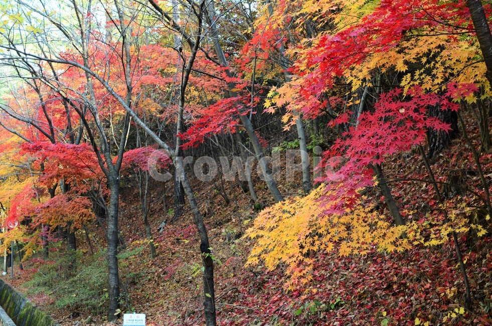 단풍나무,단풍나뭇과,가을,가을단풍,산,자연,autumn,가을,계절,fall,autumn,season,leaf,잎,plant,식물,tree,나무,maple,단풍