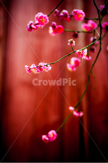 홍매화,봄,꽃,화목,회춘,매화,봄,계절,spring,season,plant,식물