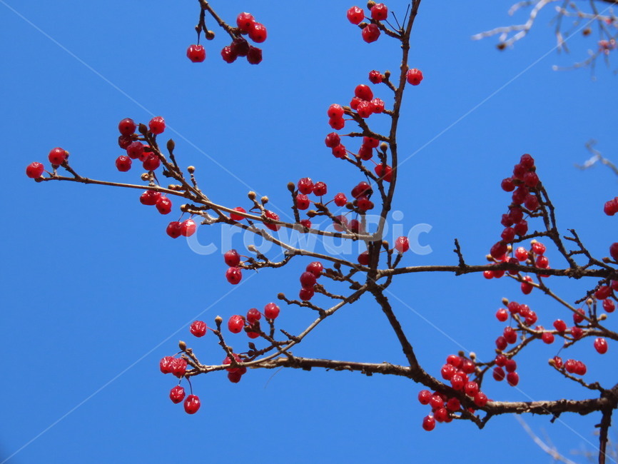 산수유,겨울나무,감성사진,하늘,힐링,식물,자연,plants,nature,과일,열매,fruit