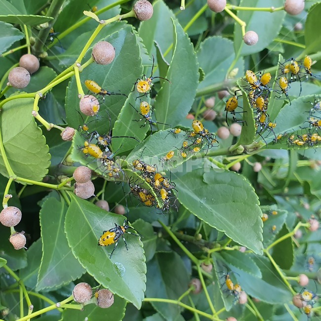 plant,꽃,flower,blossom,식물,식물,자연,plants,nature,꽃,flower