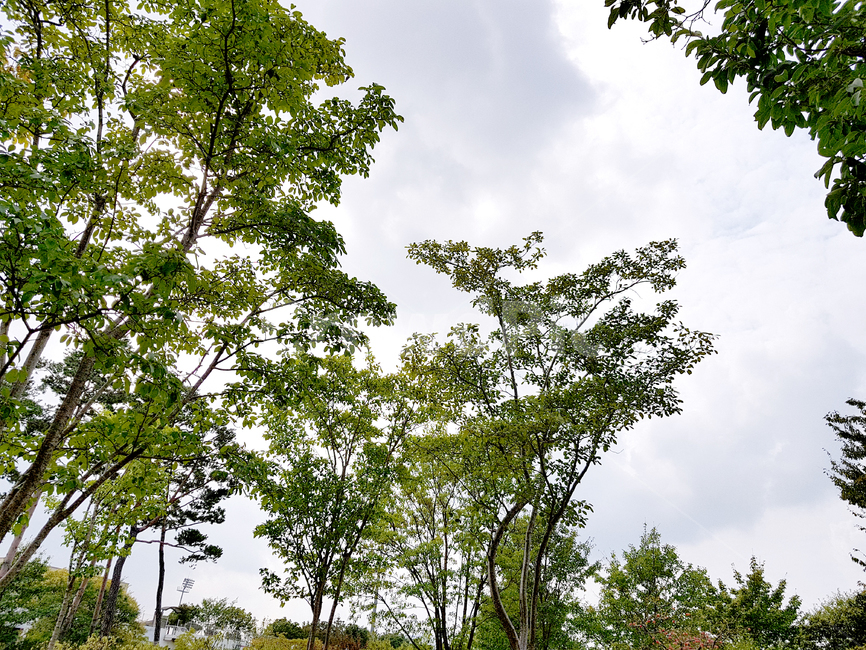 양산,양산수질공원,plant,식물,tree,나무,treetrunk,나무줄기,자연,풍경,nature,landscape