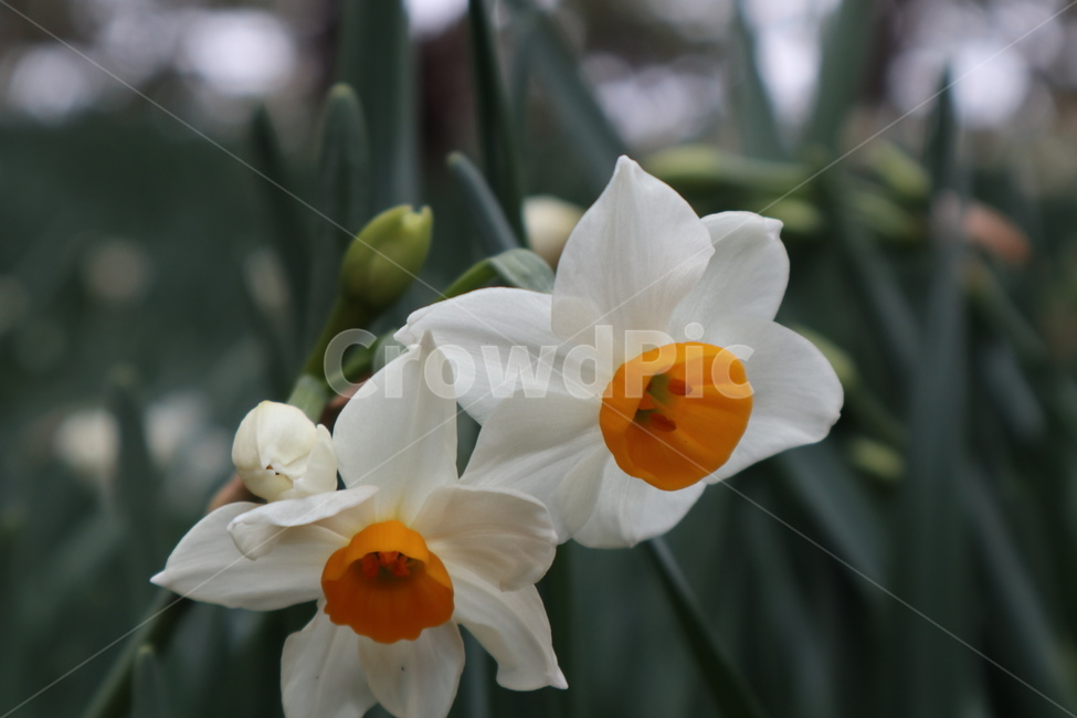 plant,식물,flower,꽃,blossom