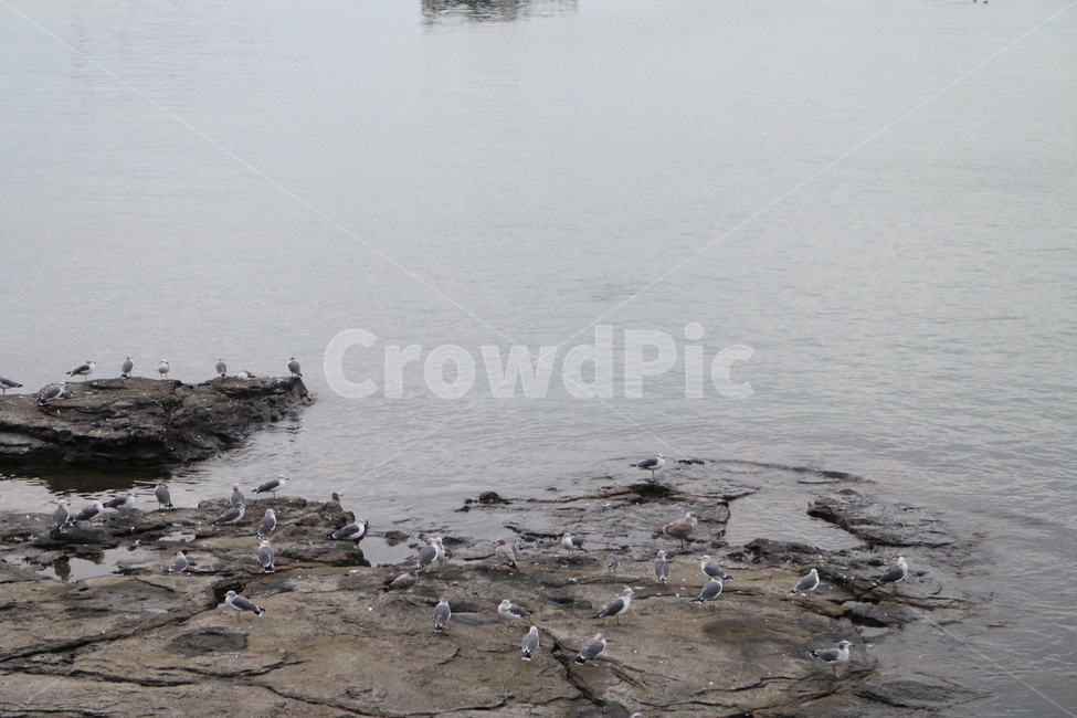 nature,자연,bird,새,동물,바다,갈매기,동물,animal,조류,새,birds