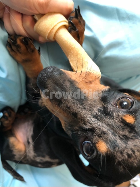 dog,puppy,닥스훈트,강아지,개,동물,animal,dachshund