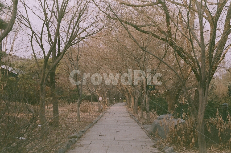 path,통로,plant,식물,tree,나무,나무줄기,treetrunk,보도,walkway,산책로