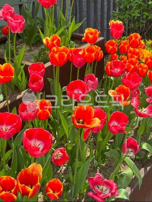 튤립,꽃,꽃밭,풍경,자연,화려한,색감