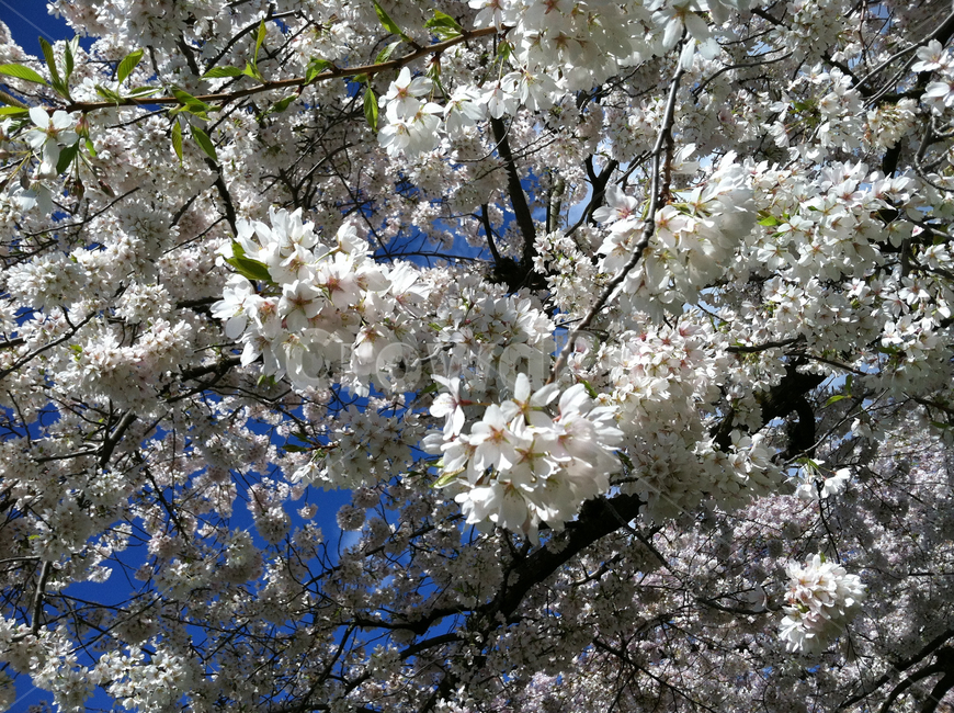 plant,식물,flower,꽃,blossom,봄,spring