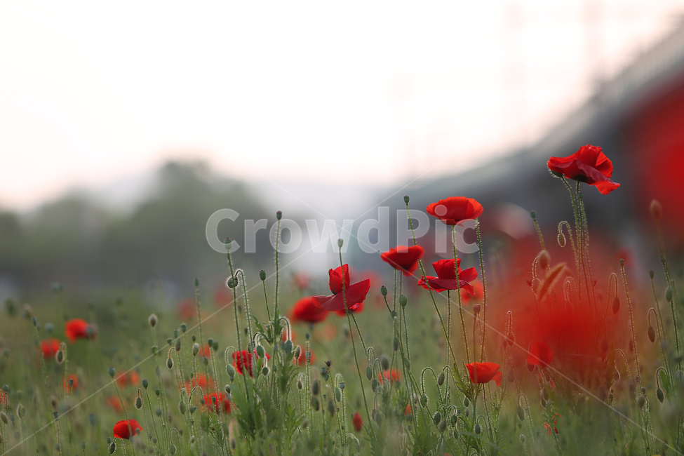 꽃,꽃양귀비,양귀비,빨강,고잔역,flower,red,fieldpoppy,식물,자연,plants,nature,꽃,flower