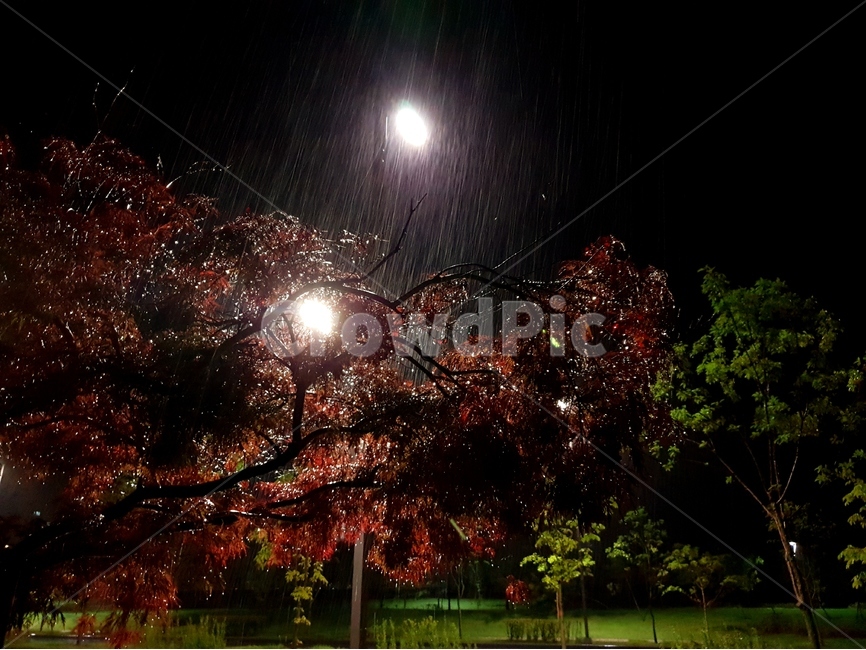 야경,나무,풍경,비,여름,가로등,비,비오는날,rain,rainy