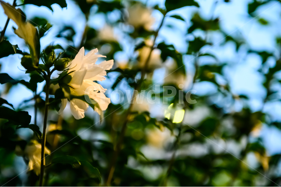 흰꽃,밤,해질녘,꽃,저녁,flower,night,nightfall,whiteflower,background