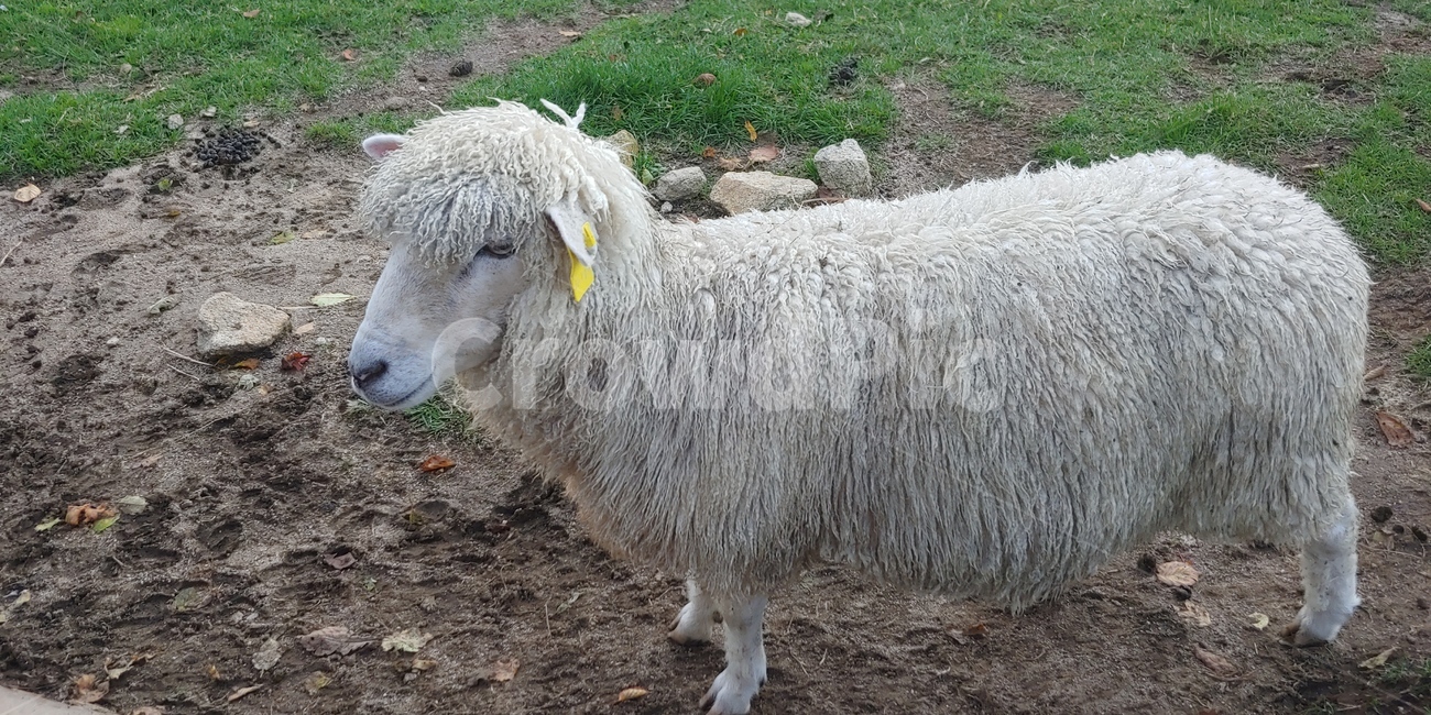 양,삼양목장,목장,대관령,sheep,동물,대관령삼양목장,동물,animal,포유류,mammal