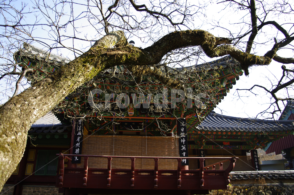 송광사,전각,한국,사찰,나무,식물,plant,한국전통,한국문화,korean traditional,korean culture,건축물,건물외관,exterior,building,structure,architecture,construction