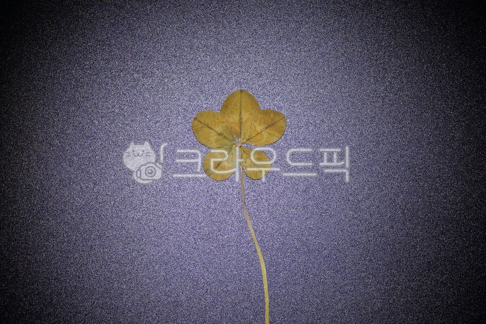 discoloration,nature,five leaf clover,clover,dry,shamrock,brown,lighting,leaf,drying,clova,grass,plant