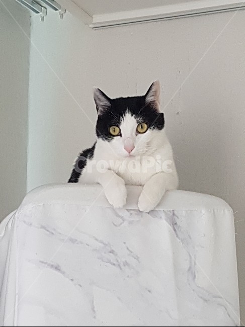 고양이,코리안숏헤어,바둑이,에어컨,쉬는양이,동물,animal,포유류,mammal,고양이,cat,kitten,kitty