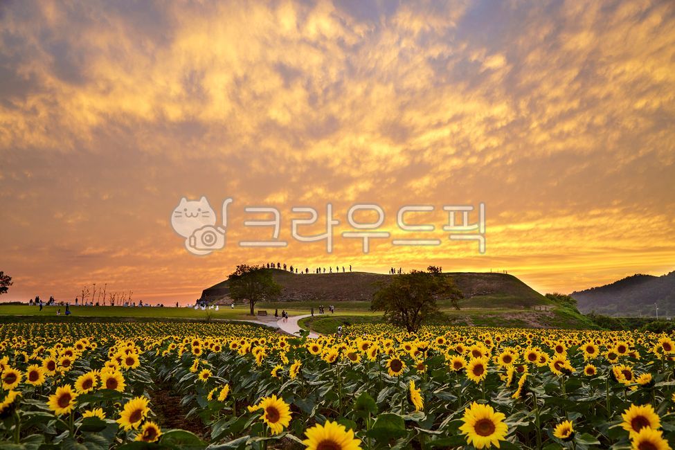 해바라기,꽃,석양,호루고루,연천,가을