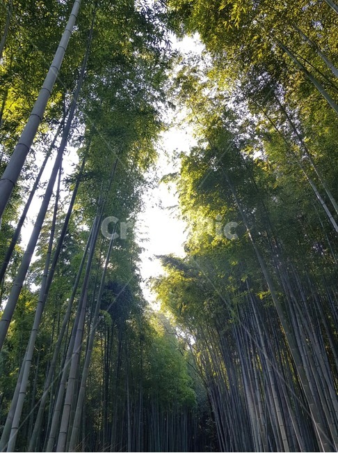 대나무,나무,대나무숲,bamboo,forest