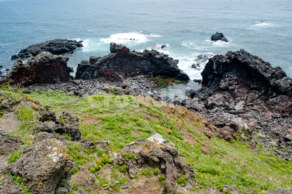 자연,제주,제주도,nature,섬,jeju,풍경,아름다운풍경,성산일출봉,파도,물,바위,풀,바닷가,해변가,바다,자연,풍경,nature,landscape,제주도,jeju,jeju island,plant,식물