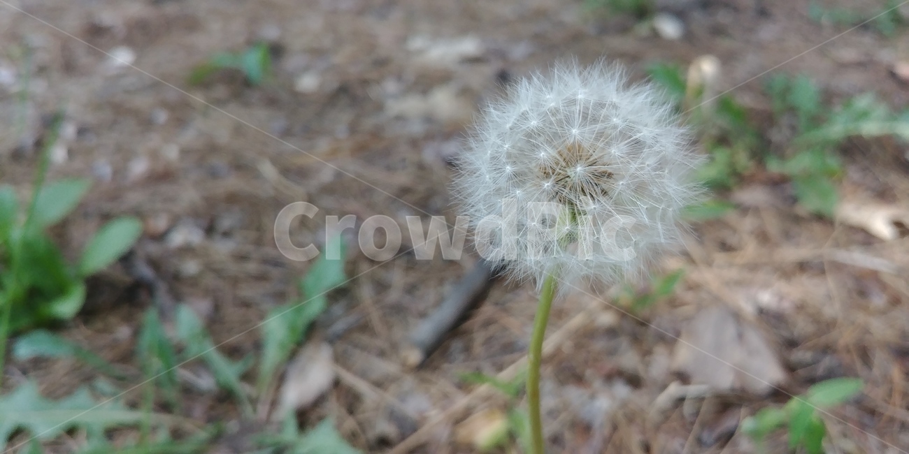 민들레,민들레씨,꽃,식물,민들레꽃,공원,봄,풀,flowers,plant,park,dandelion,spring,자연,plants,nature,식물,자연,plants,nature