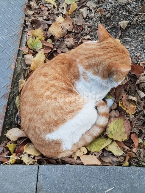 고양이,길고양이,코리안숏헤어,코숏,낙엽,자연,동물,animal,포유류,mammal,고양이,cat,kitten,kitty