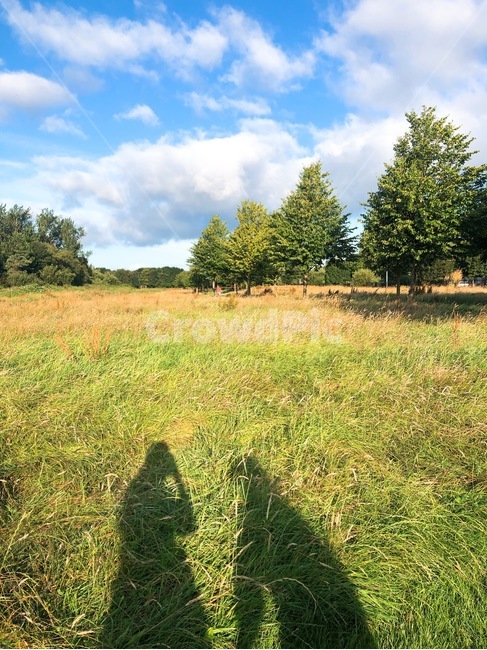들,들판,나무,그림자,사람그림자,grass,plant,tree,field,목초지,잔디,자연,식물,옥외,grassland,outdoors,nature