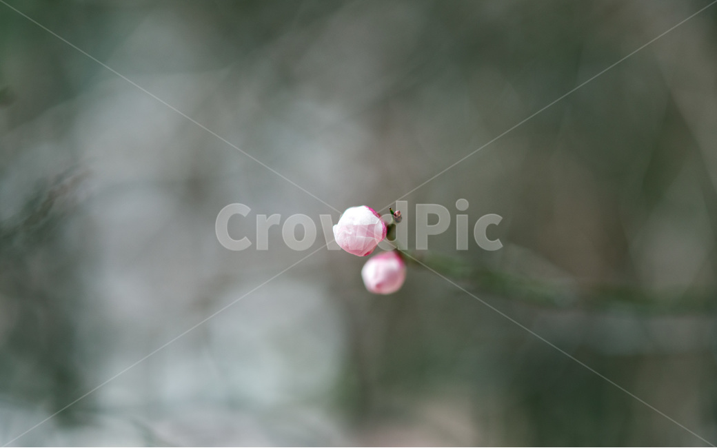 꽃,봄꽃,봉오리,홍매화,매화,애기,크롭,보케,접사,봄,계절,spring,season,식물,자연,plants,nature,꽃,flower,plant