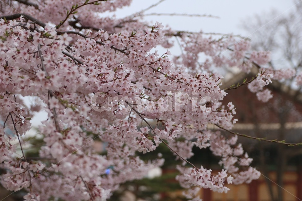 벚꽃,봄,벚꽃나무,spring,계절,봄,계절,spring,season,식물,자연,plants,nature,꽃,flower,plant,blossom,cherry blossom