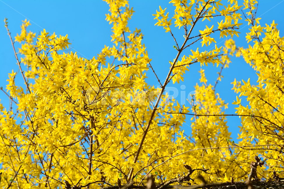 개나리,봄,화사한,노랑,파란하늘,꽃,나무,봄꽃,봄,계절,spring,season