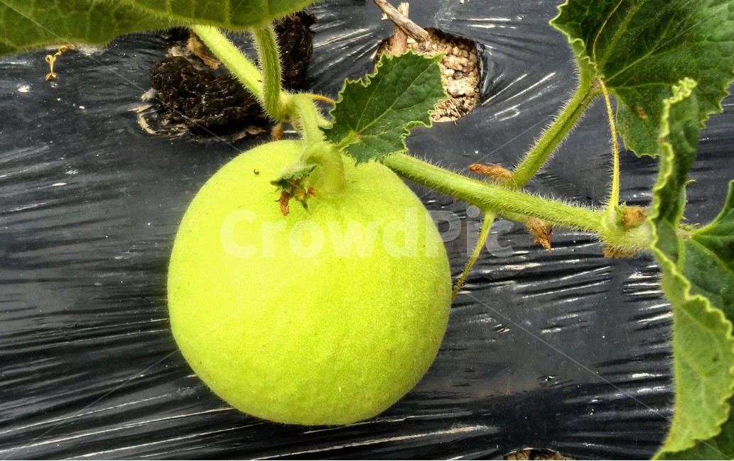 멜론,박과,고실,열매,덩굴식물,식물,자연,plants,nature,과일,열매,fruit,채소,야채,vegetables
