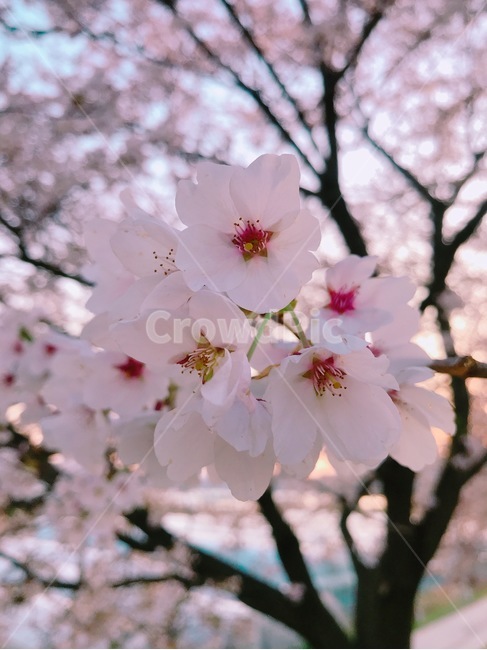 꽃,벚꽃,근접,벚꽃잎,아름다움,flower,식물,자연,plants,nature,꽃,flower