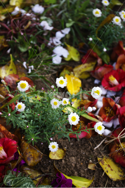 낙화,꽃잎,동백꽃,꽃,flower,계절,봄,spring,식물,자연,plants,nature,꽃,flower