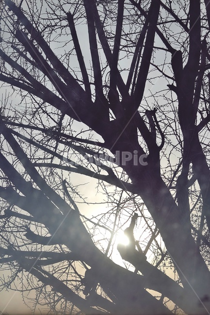 나무,실루엣,그림자,햇빛,tree,sunlight,silhouette,식물,자연,plants,nature,나무,trees,wood