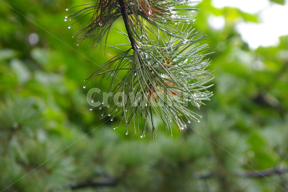 흐린날,비,rain,rainy,나뭇잎,빗방물,물방울,tree,나무,plant,식물,식물,자연,plants,nature