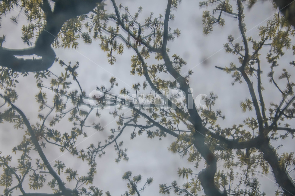 나무,푸른정원,푸른,봄,반영,수채화,식물,자연,plants,nature,나무,trees,wood