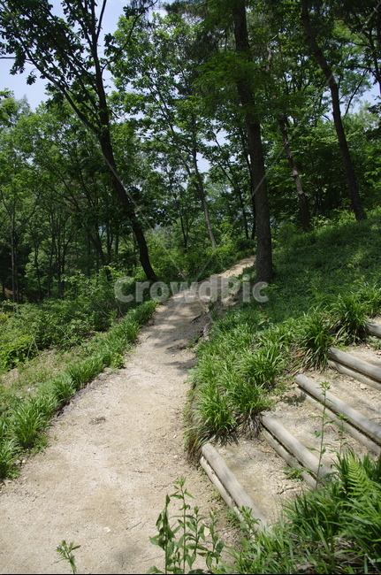 길,숲,초록,나무,잎,식물,plant,계절,봄,spring,자연,풍경,nature,landscape,gravel,자갈,dirt road,흙길,road,도로,ground,바닥,path,통로