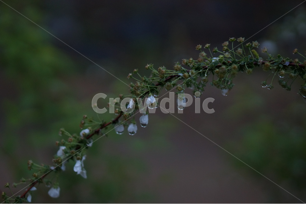 비,나무,물방울,흐림,흰색,오후,봄,계절,spring,season,식물,자연,plants,nature,꽃,flower,비,비오는날,rain,rainy,plant